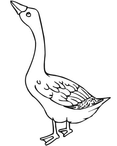 Goose Bird Coloring Page